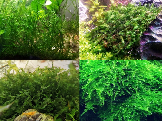 Live Aquarium Moss Java Moss, Christmas Moss, Fissidens Nobilis,  Subwassertang Live Easy Beginner Aquarium Plants for Bettas, Shrimp 