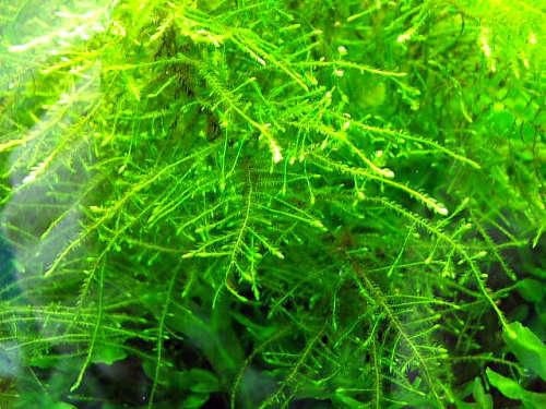Live Aquarium Moss Java Moss, Christmas Moss, Fissidens Nobilis,  Subwassertang Live Easy Beginner Aquarium Plants for Bettas, Shrimp 