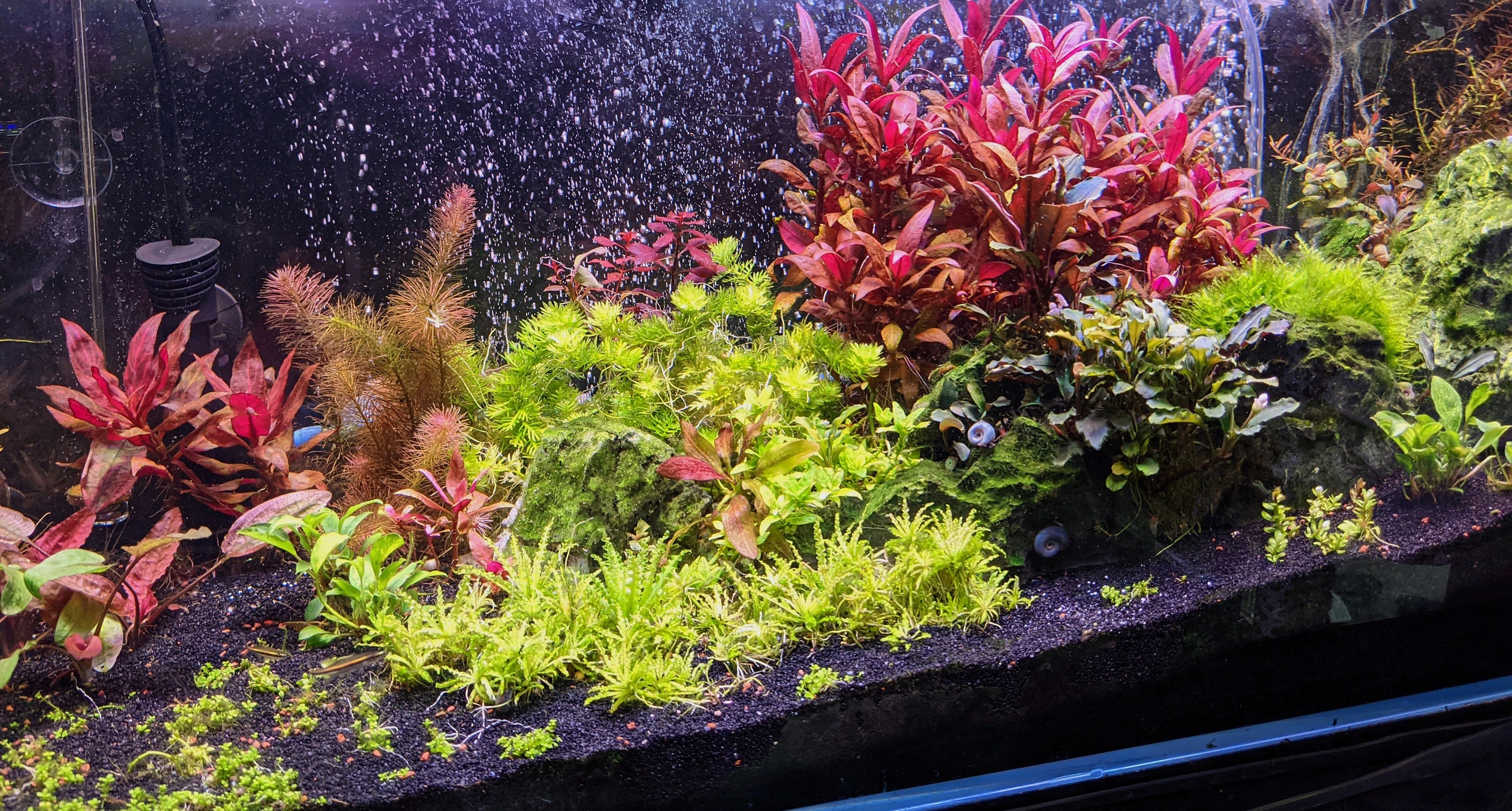 Colorful Live Aquarium Plant Package 12 OR 25 Etsy