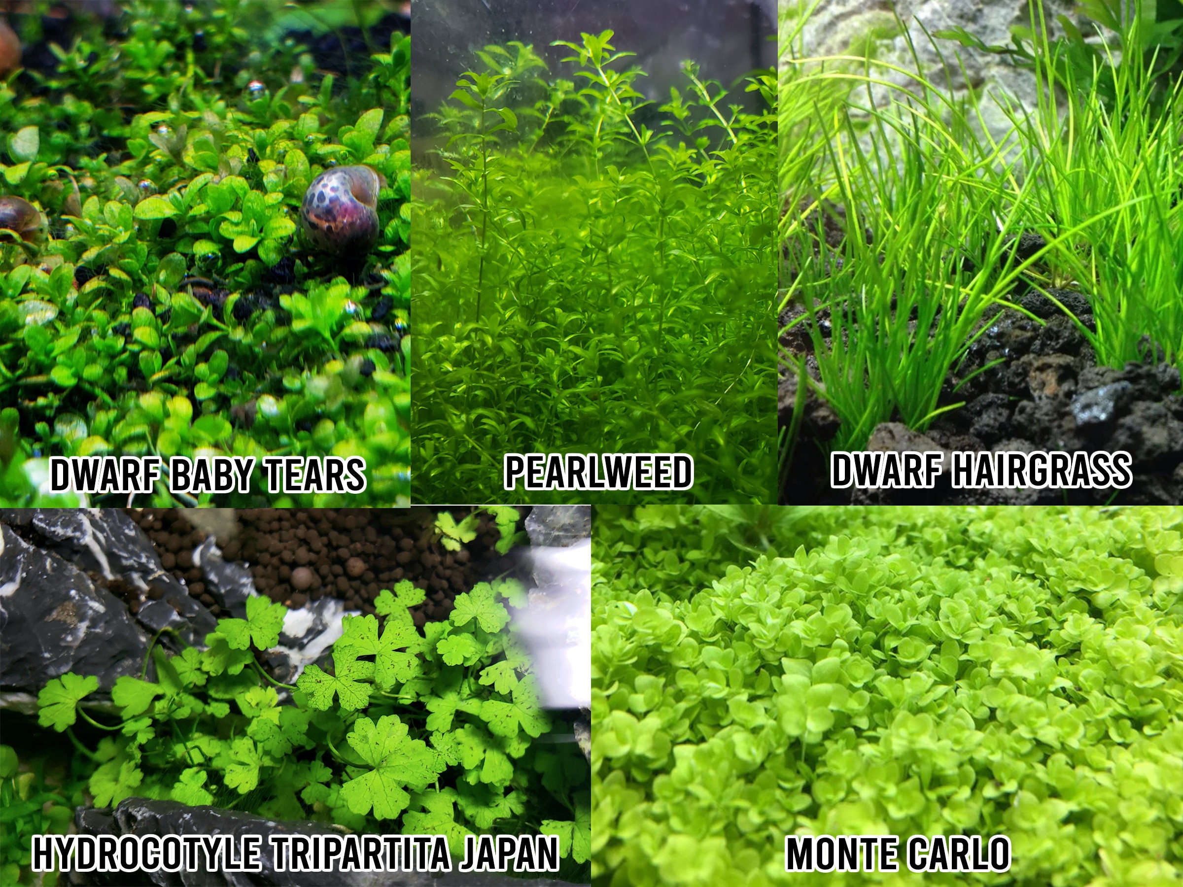 25+ Stems / 6 Species Live Aquarium Plants Package - Anacharis,  and More!