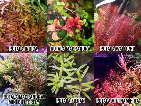 Easy Live Red Aquarium Plants Rotala Indica Rotala - Etsy