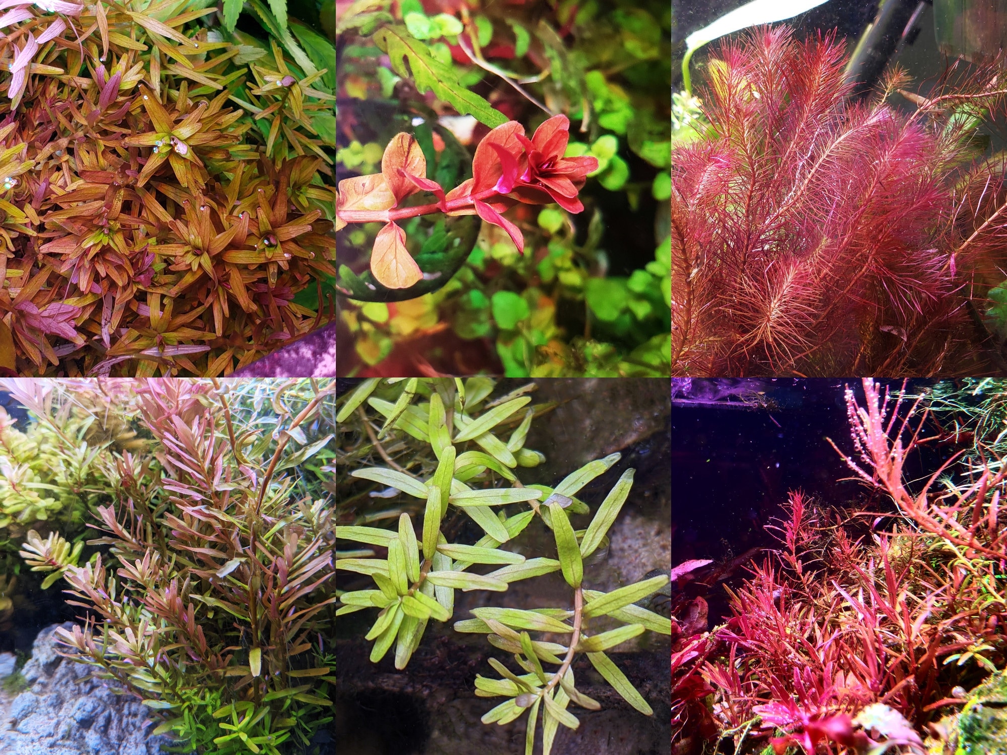 Rotala Rotundifolia Indica