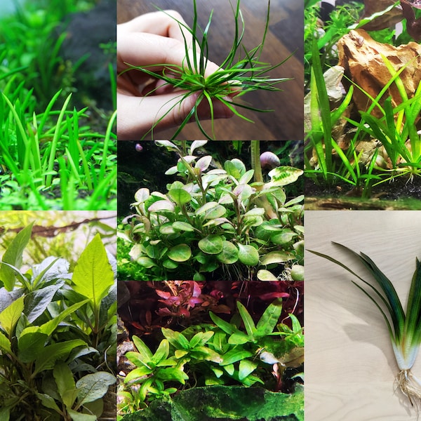 Live Aquarium Plants Etsy