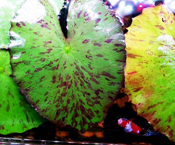 tiger lotus bulb floating