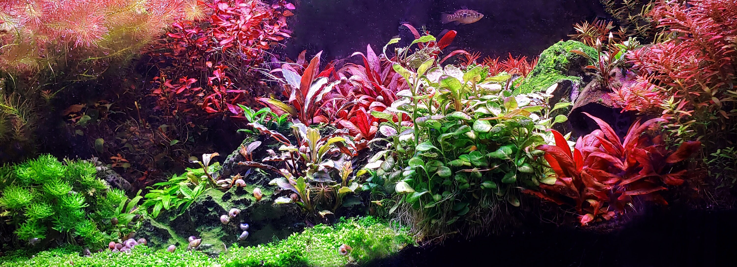 Aquarium Plant Liquid Fertilizer Mix & Aquarium Root Tabs for Etsy