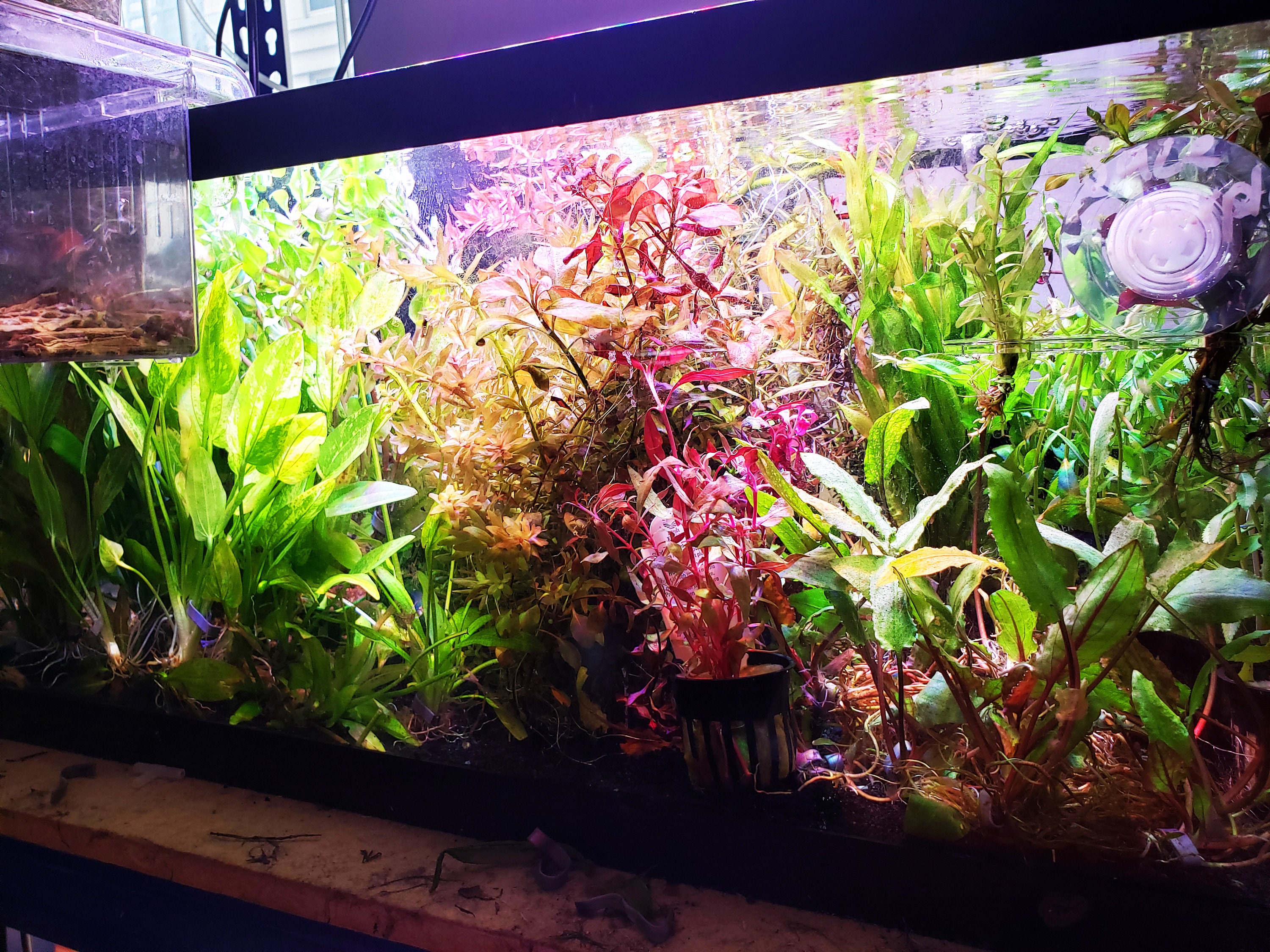 Colorful Live Aquarium Plant Package 12 OR 25 Etsy