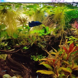 Easy Live Low Light Aquarium Plant Package - 12+ OR 25+ Stem Trimmings/Portions - For Betta Tanks & Nano Tanks - FREE Expedited Shipping