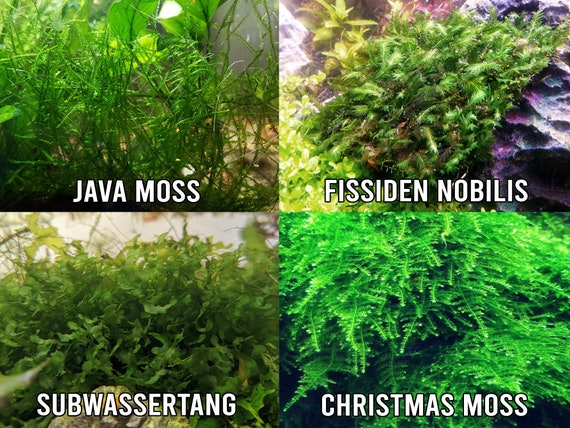 Vesicularia Montagnei Christmas Moss Care Guide