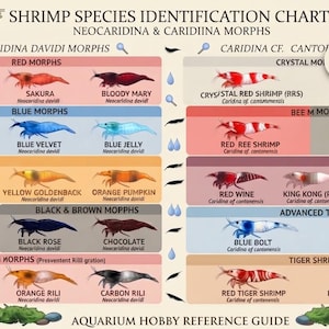 May include: A shrimp species identification chart titled SHRIMP SPECIES IDENTIFICATION CHART NEOCARIDINA & CARIDIINA MORPHS. The guide displays various shrimp varieties categorized by color and type, including Red, Blue, Green, and Rili morphs.