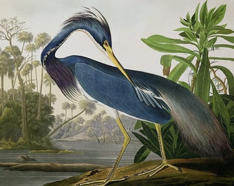 Louisiana Heron by John James Audubon Cross Stitch Pattern , Famous Paintings ,X Stitch , Instant Download , Pdf Format