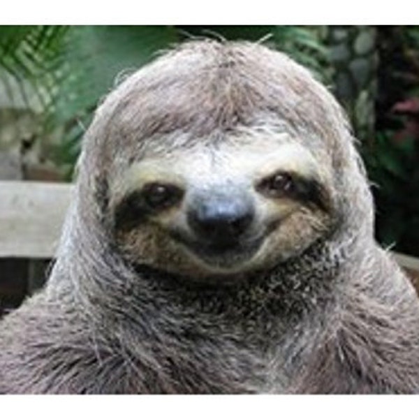 Sloth Cake Topper Birthday Etsy