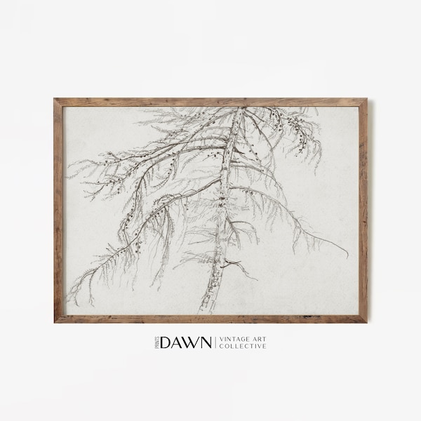 Larch Tree Drawing |  Neutral Tree Sketch | Rustic Print | Vintage Printable Art & Samsung Frame TV | Digital Download | BD003