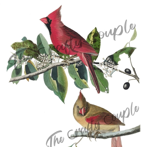 Male and Female Cardinal Waterslide Decal