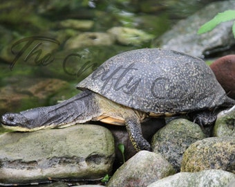 Neck Stretch Turtle Digital Download