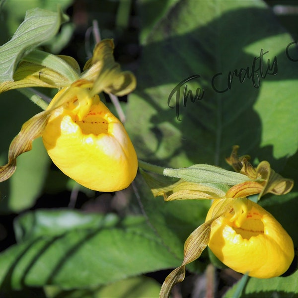 Yellow Lady Slipper Digital Download