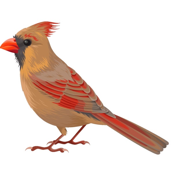 Cardinal Female Waterslide Decal