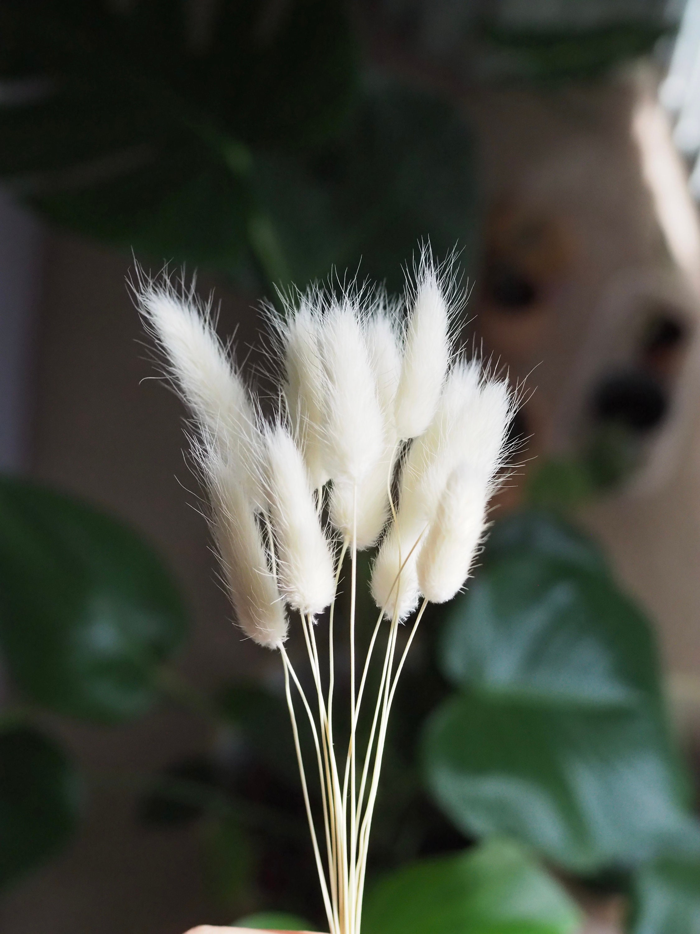 Bunny tails Bleached white x 10 stems Etsy