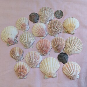 May include: A collection of various seashells, including scallop shells, in shades of white, pink, and brown. A US quarter is included for size reference. The shells are arranged on a pink surface.