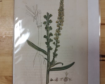 Botanical book page prints, flower book page, book page print