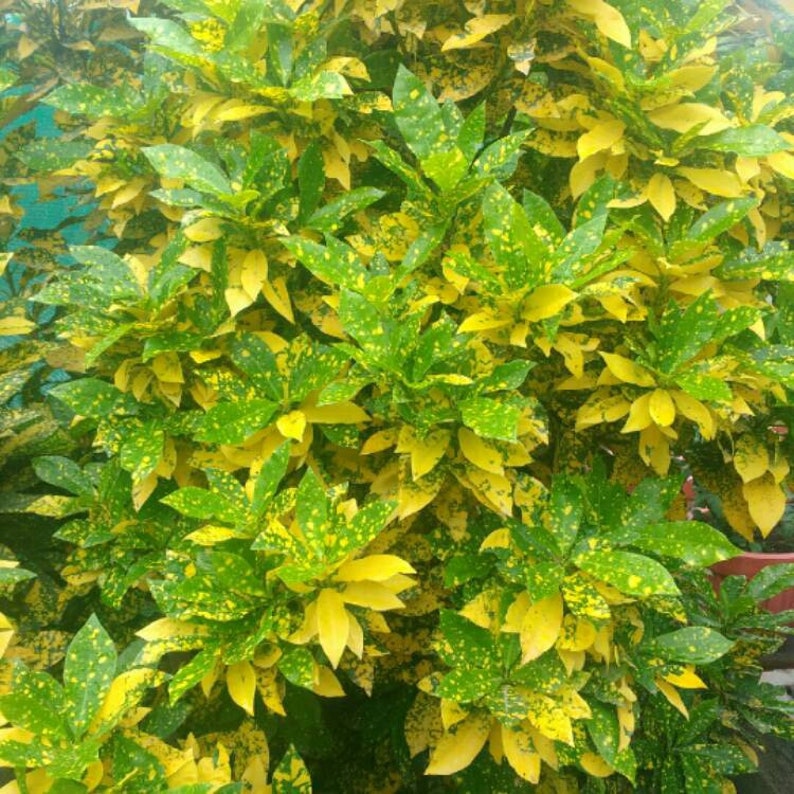 GOLD DUST Tropical Croton One Live Plant Etsy