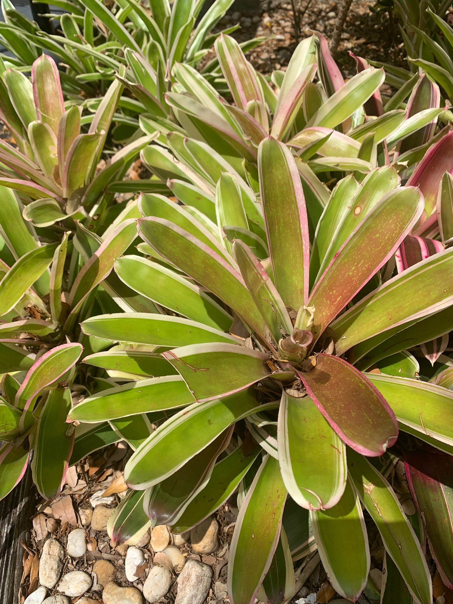 Florida Bromeliad Neoregelia �Martin� One Live Plant Etsy