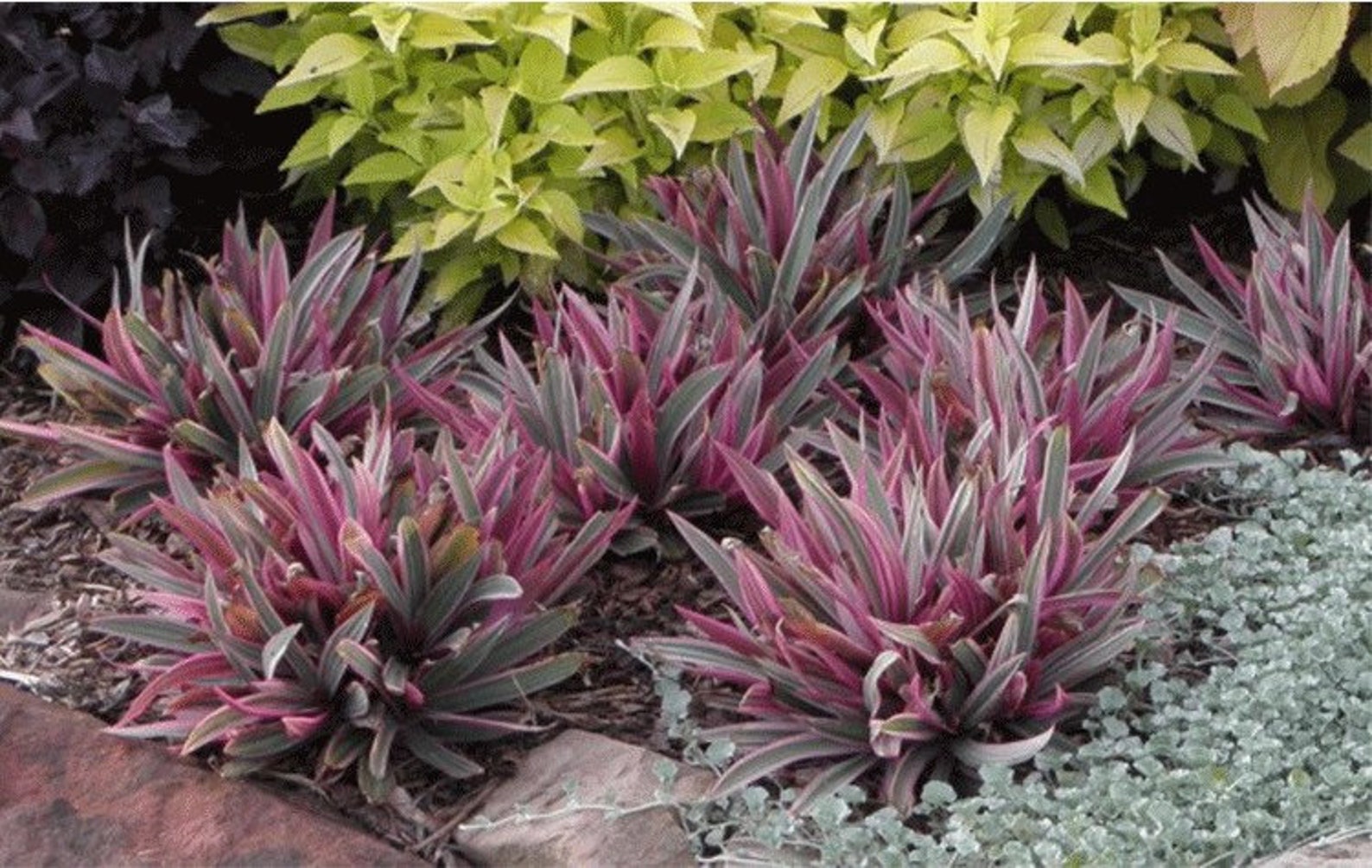 Dwarf Oyster Plant One Plant Etsy