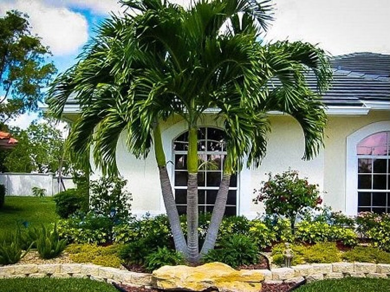 Christmas Palm Tree Seeds Etsy