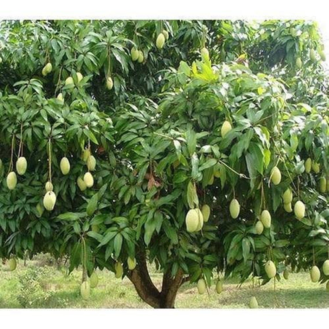 Honey Kiss Mango Tree One Tree