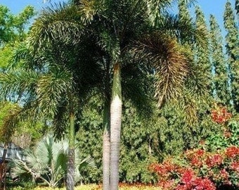 Foxtail Palm Tree - One Live Tree