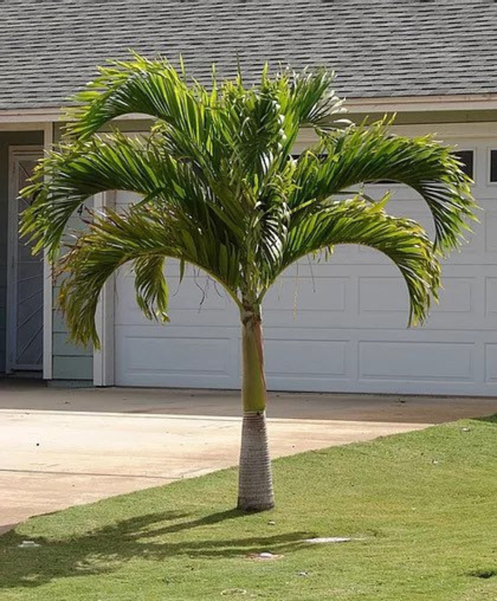 Christmas palm tree seeds Etsy