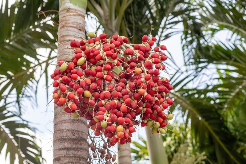 palm tree berry removal