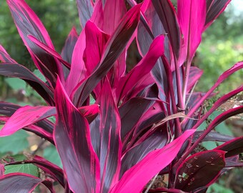 cordyline red sister - One Live Plant