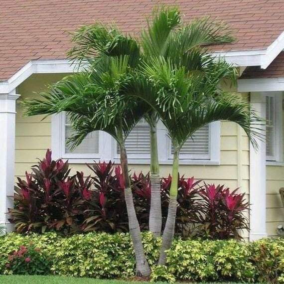 Christmas palm tree seeds Etsy