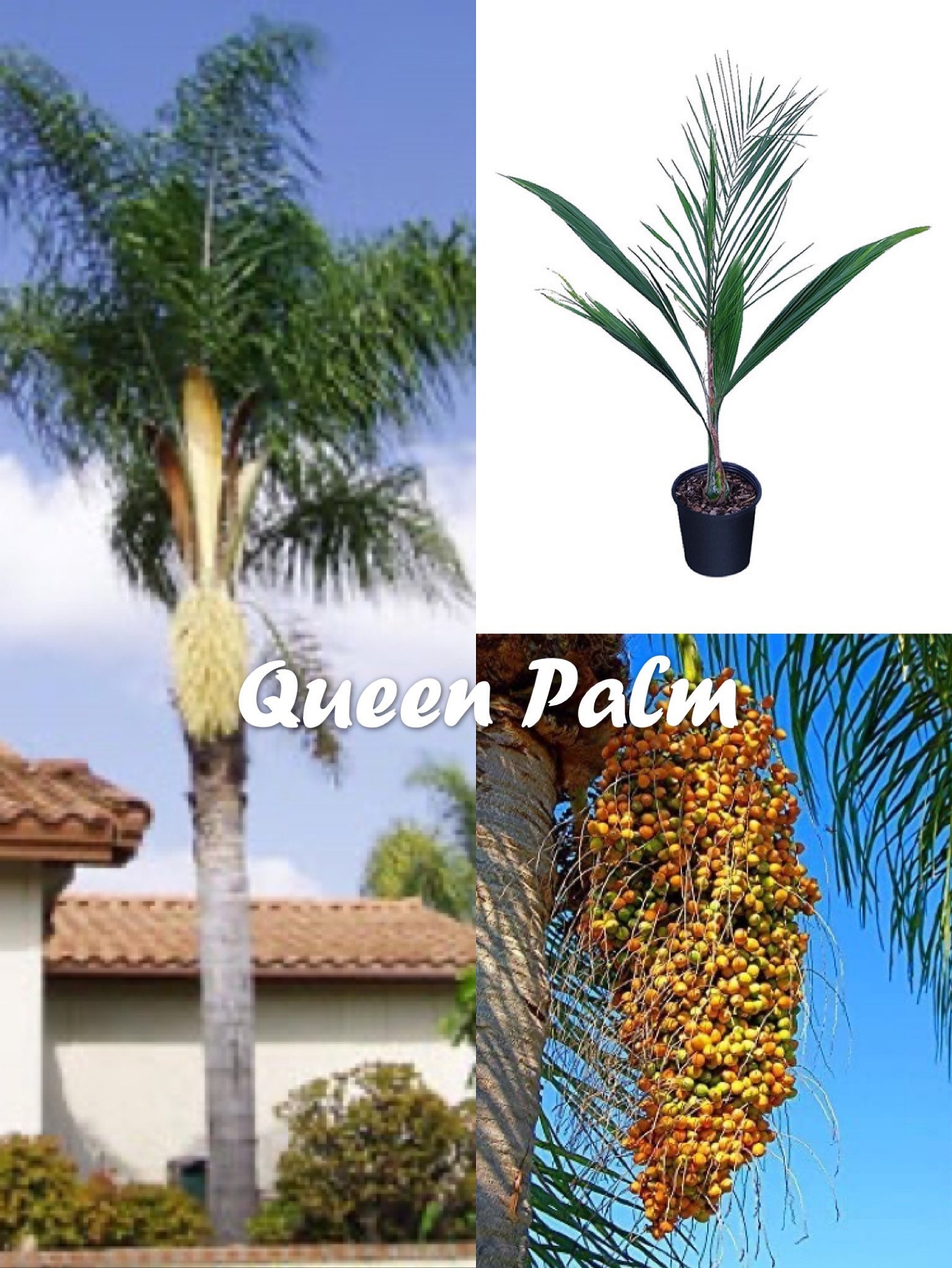 Queen Palm 8 Seeds - Etsy