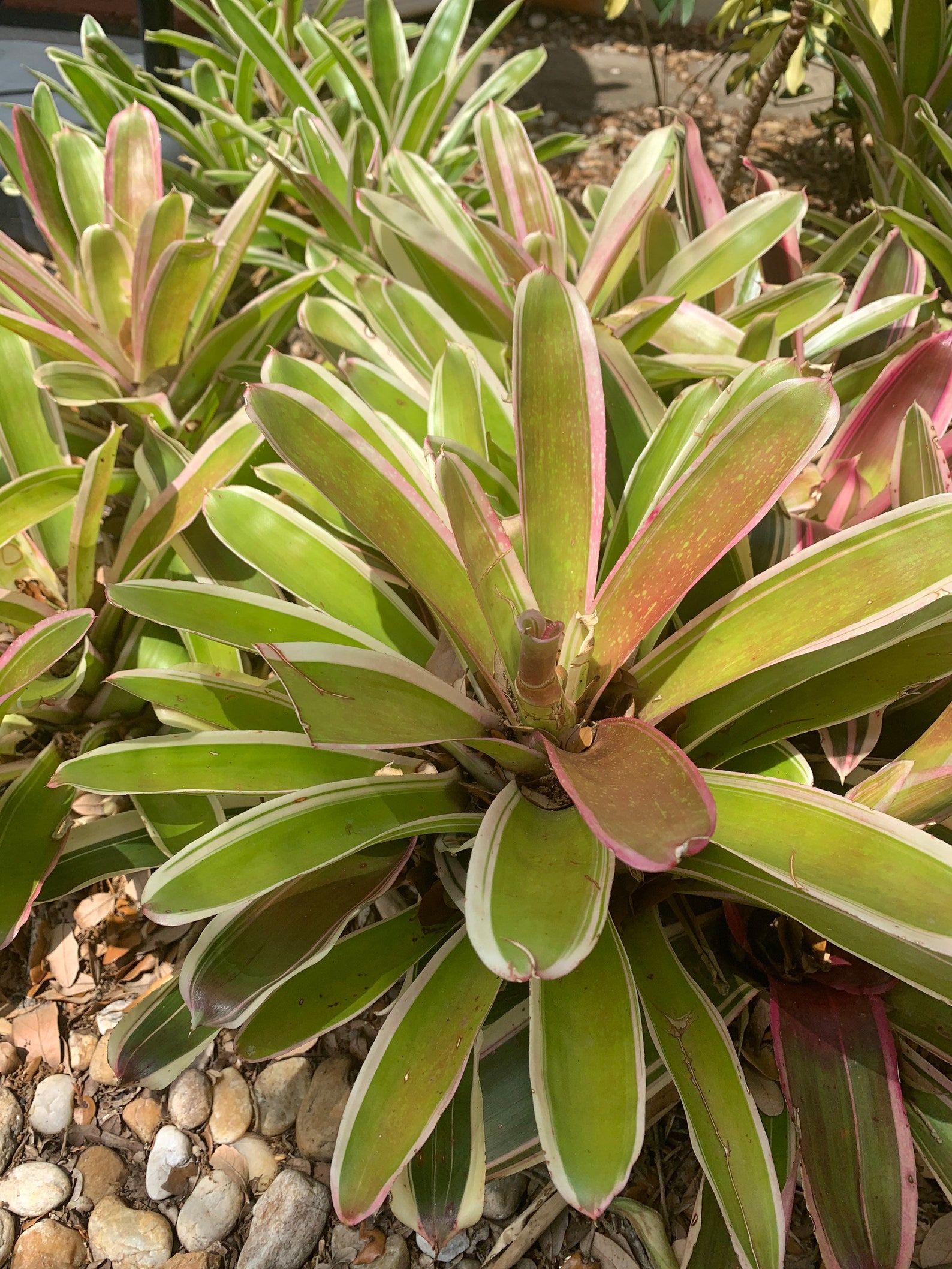Florida Bromeliad Neoregelia �Martin� One Live Plant Etsy