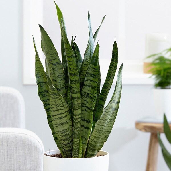 Air Purifying Plant Etsy