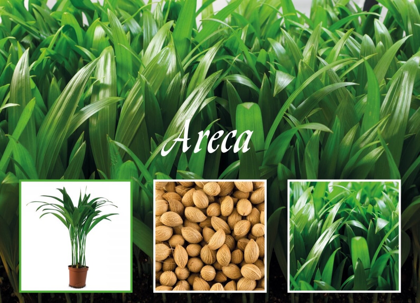 Areca Palm Tree Seeds 20 seeds some seeds might be already Etsy