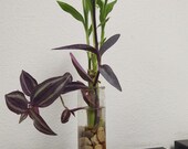 Purple Heart Wandering Jew Vase Lucky Bamboo Accents Pebbles Table Decor Gifts All Occasions Live
