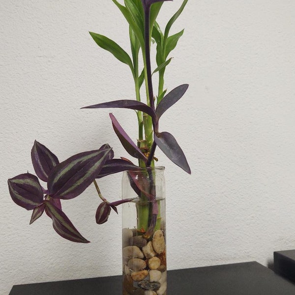 Purple Heart/ Wandering Jew/Vase/ Lucky Bamboo/Accents/Pebbles/Table Decor/ Gifts/ All Occasions/Live