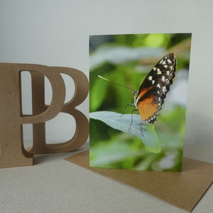 Single Butterfly