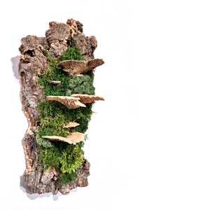 Wall mounted mushroom forest wall art | No water needed | 100% natural | Indoor plant mounted on cork | Botanic wall decor | Eco gift