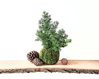 Kokedama che non richiede manutenzione | Pianta da appartamento che non necessita di acqua né luce | Alternativa senza preoccupazioni a un bonsai | Pianta vera