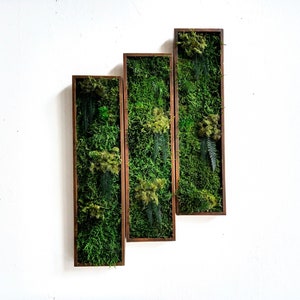 Moss painting in long frame | Moss wall or plant wall | Maintenance free moss art | Green wall decoration | Natural wall art