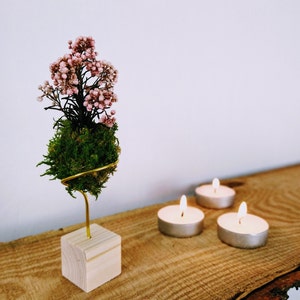 Briefkastengeschenk mit Grußkarte | Mini-Kokedama aus echten Pflanzen | Kein Wasser oder Licht nötig | Nachhaltiges (Weihnachts-)Geschenk | Geburtstagsgeschenk