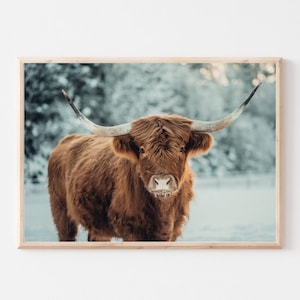 Highland Cow Digital Photo | Digital Download | Farm Décor | Nursery Wall | Farm Kitchen Art | Shaggy Cow Photo | Snow Cow Poster Printable