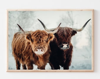 Könnte beinhalten: Zwei braune und schwarze Highland-Rinder stehen auf einem schneebedeckten Feld. Die Rinder blicken in die Kamera und haben langes, zotteliges Fell.