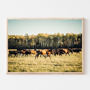 Corriente Cattle Digital Photo | Roping Steers Picture | Cattle Herd Printable Poster | Angus Cow Digital Download | Farmhouse Décor | Ranch
