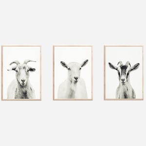 Goats Print Digital Downloads Black & White Goat, Farmhouse Décor, Country Wall Art, Printable Barn Poster, Ranch Nursery Art, Rustic Print