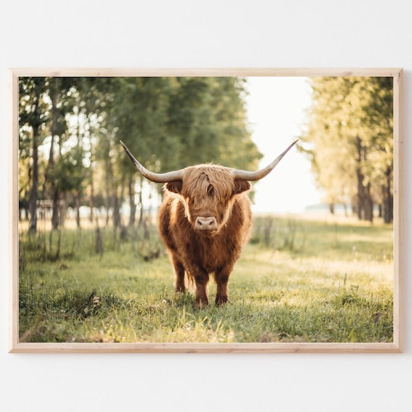 Highland Cow Digital Photo | Digital Download | Farm Décor | Nursery Décor | Farm Kitchen Wall Art | Shaggy Cow Photo | Cow Poster Printable