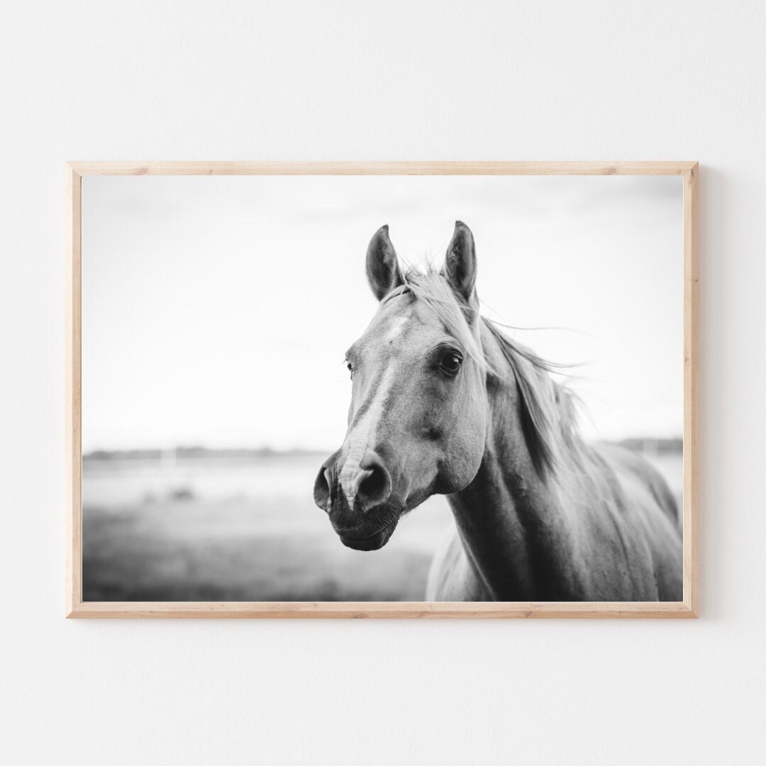 Black and White Horse Photo, Digital Download Print, Quarter Horse ...